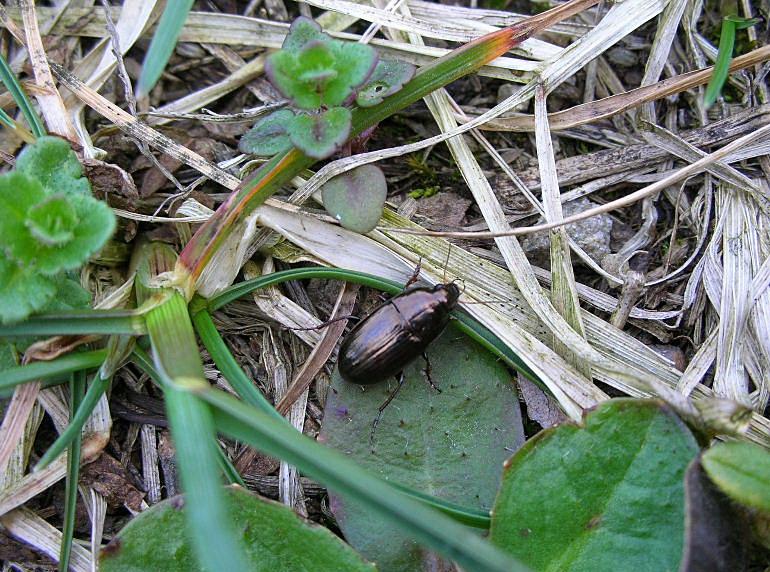 Phosphuga atrata, Stenomax aeneus, Amara aenea